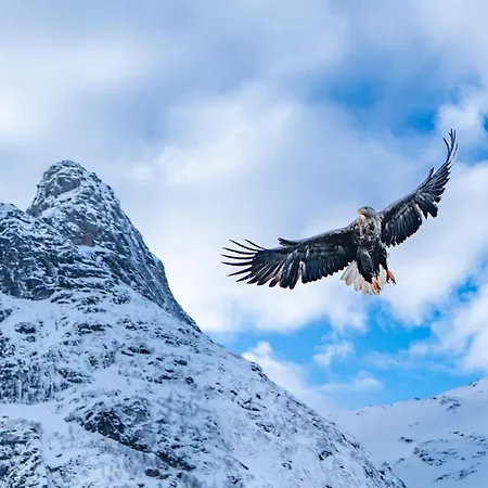 Kb Storhaugen House - Sorvagen Сasa de vacaciones Moskenes